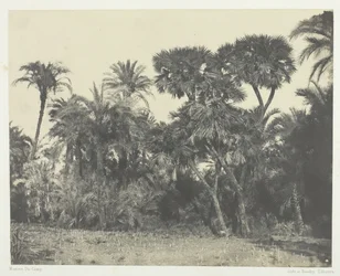 Bosque de datileros y palmeras doums, Alto Egipto, 1849-51
