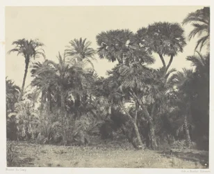 Bosque de palmeras datileras y dom, Alto Egipto