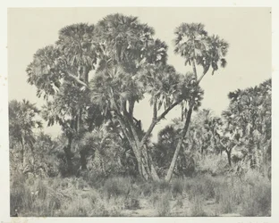 Palmiers Doums, Alto Egipto, 1849-51, impreso en 1852
