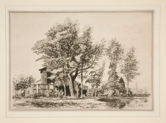 Acacia Trees