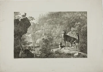 El ciervo y el gamo