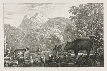 Jabalí, gato montés y lince, 1807