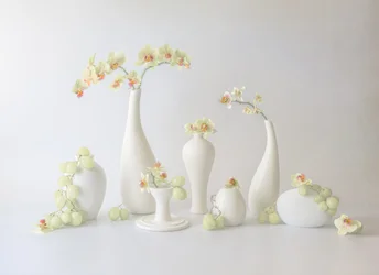 Sereno arreglo de orquídeas