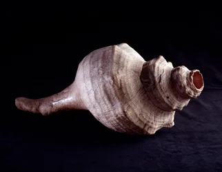 Arte precolombino, civilización maya, período clásico: concha marina utilizada como instrumento musical (trompeta). De Uaxactún, Guatemala. Guatemala, Museo Nazionale di Archeologia e Etnologia