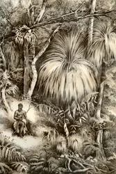 Escena del bosque de Tasmania, 1879