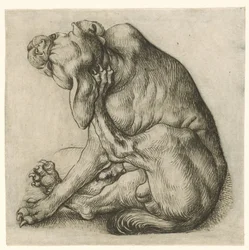 perro arañando