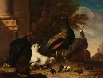 Una gallina con pavos reales y un pavo