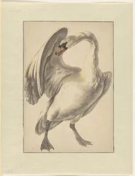 Cisne blanco doméstico