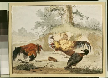 Gallos peleando