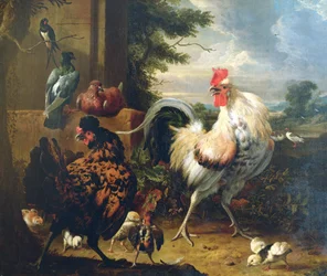 Aves de corral en el corral