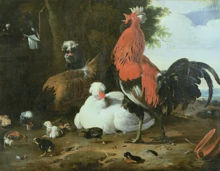 Aves de Corral con Palomas