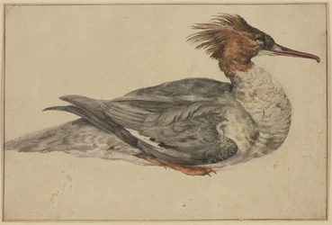 Pato recostado con cresta marrón, pico y patas rojos