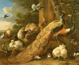 Pavo real, periquito, pelícano, grulla y aves de corral