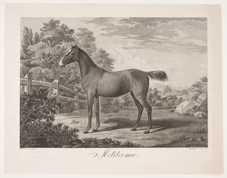 El caballo "Melilcoma"