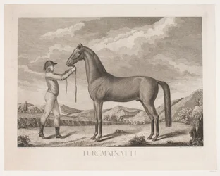 El caballo "Turcmainatti"