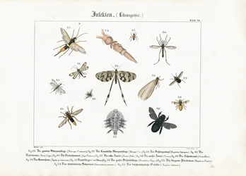 Insectos diversos, con especial atención a los himenópteros y dípteros