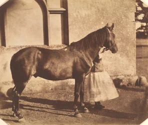 Sultán