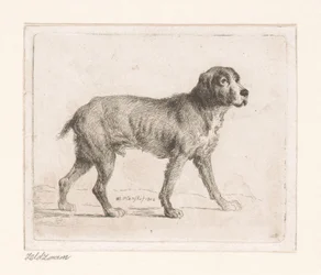 Hond