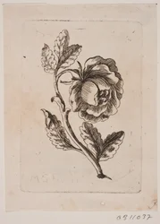 Una rosa