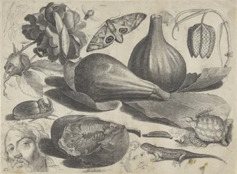 Hoja de estudio con ejemplos de dibujo: cabezas, animales y frutas
Ejemplos de dibujos (título de la serie)