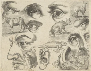 Hoja de estudio con ejemplos de dibujo: ojos, cabezas y animales
Ejemplos de dibujos (título de la serie)