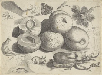 Hoja de estudio con ejemplos de dibujo: frutas, animales, insectos y manos
Ejemplos de dibujos (título de la serie)