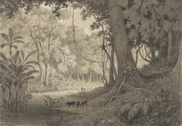 Paisaje forestal cerca de Tamana