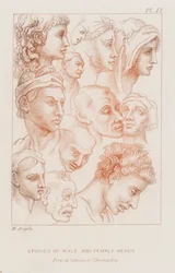 Estudios de cabezas masculinas y femeninas (aguafuerte)