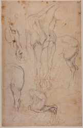 Estudios anatómicos de un caballo
