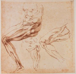 Estudios sobre las piernas