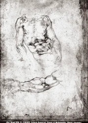 Estudio de un torso y brazo masculino