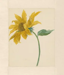 Rama con un girasol