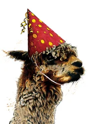 Cumpleaños Alpaca sobre blanco, 2020