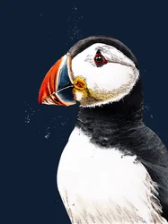 Clive The Puffin en Midnight Blue, 2020