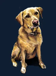 Daisy The Labrador en Midnight Blue, 2020