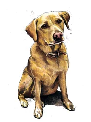 Daisy El Labrador en Blanco, 2020