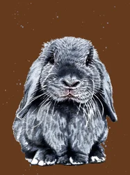Grey One The Bunny en Burnt Orange, 2020