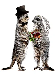 Meerkats casados en Blanco, 2020