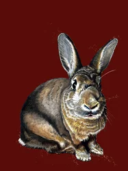 Meg The Bunny en óxido rojo, 2020