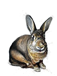 Meg The Bunny en Blanco, 2019