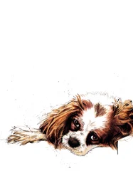 Meg, el spaniel, sobre blanco, 2020