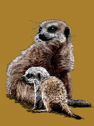 Nueva cría de suricata en Golden Yellow, 2020