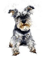 Ollie The Schnauzer en Blanco, 2019