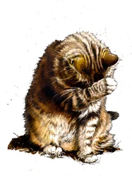 Smallfry El Gato en Blanco, 2019