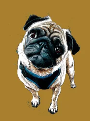 Teddy The Pug en Golden Yellow, 2020