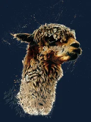 La alpaca en azul noche, 2020