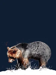 El oso en el azul noche, 2020