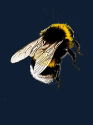 La abeja en el azul noche, 2020