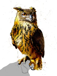 El búho real en blanco, 2019
