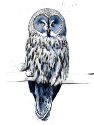 El Gran Búho Gris en Blanco, 2019